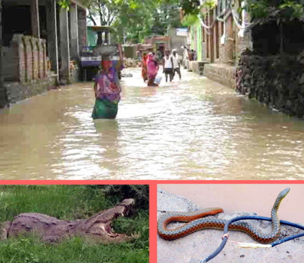 बारिश के बाद नदियां उफान पर, मगरमच्छ और सांप निकलने से दहशत में लोग