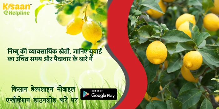 निम्बू की व्यावसायिक खेती, जानिए बुवाई का उचित समय और पैदावार के बारे में