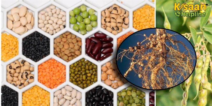 दलहनी फसलों में राइजोबियम कल्चर का महत्त्व