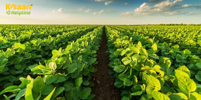 सोयाबीन की फसल को इन हानिकारक कीटों और रोगों से खतरा, किसान भाई रखें इन बातो का ध्यान, जानें उपयोगी सलाह