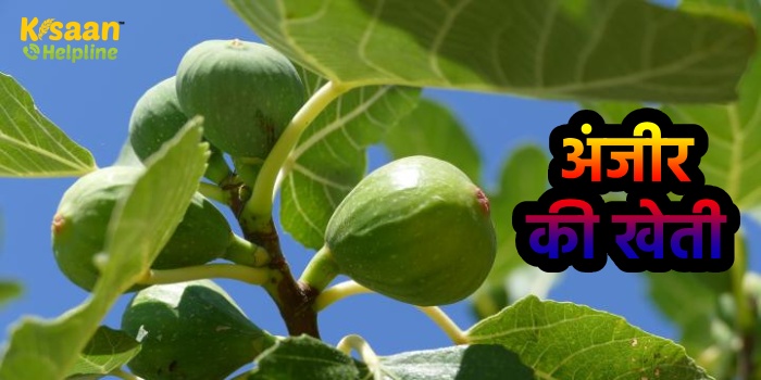 अंजीर की व्यावसायिक खेती: किसान भाई इसकी खेती करके  कर सकते हैं अच्छी कमाई