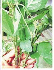 तीसरी बार सोयाबीन की फसल ने किसानों को दिया धोखा