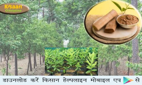 चंदन की खेती में मात्र 1 लाख रुपये की लागत लगाकर कमा सकते हैं 60 लाख रुपए, जानिए कैसे होगी कमाई