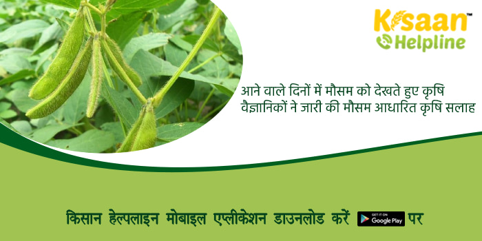 Agriculture Advisory: आने वाले दिनों में मौसम को देखते हुए कृषि वैज्ञानिकों ने जारी की मौसम आधारित कृषि सलाह