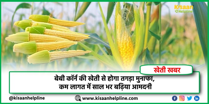 बेबी कॉर्न की खेती से होगा तगड़ा मुनाफा, कम लागत में साल भर बढ़िया आमदनी