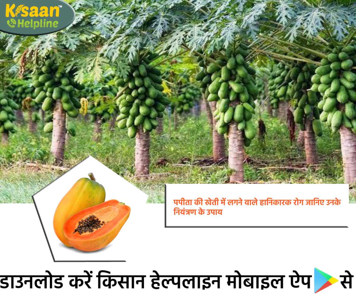 पपीता की खेती में लगने वाले हानिकारक रोग जानिए उनके नियंत्रण के उपाय