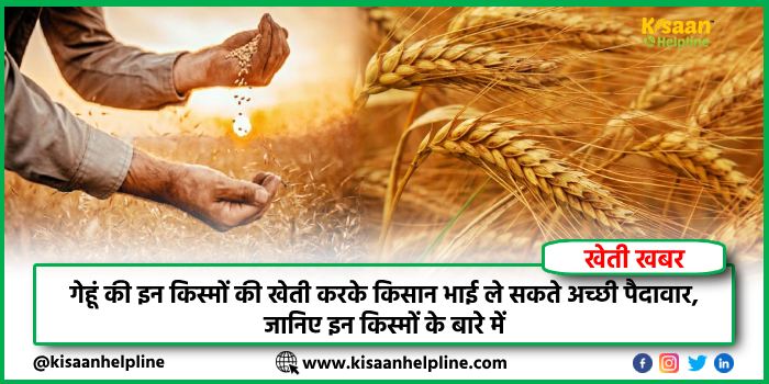 गेहूं की इन किस्मों की खेती करके किसान भाई ले सकते अच्छी पैदावार, जानिए इन किस्मों के बारे में