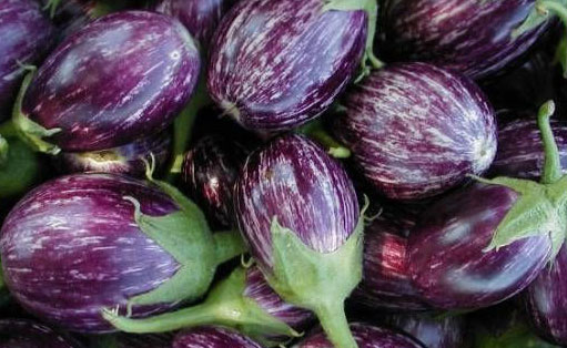 बैंगन की खेती के लिए उन्नत किस्म और अन्य जानकारी