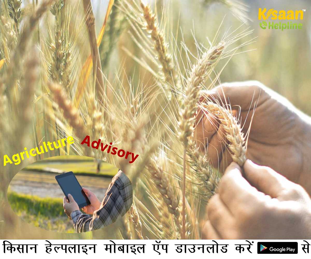 Agriculture Advisory: किसानों के लिए कृषि वैज्ञानिकों का विशेष सुझाव, जानिए मौसम आधारित साप्ताहिक कृषि परामर्श
