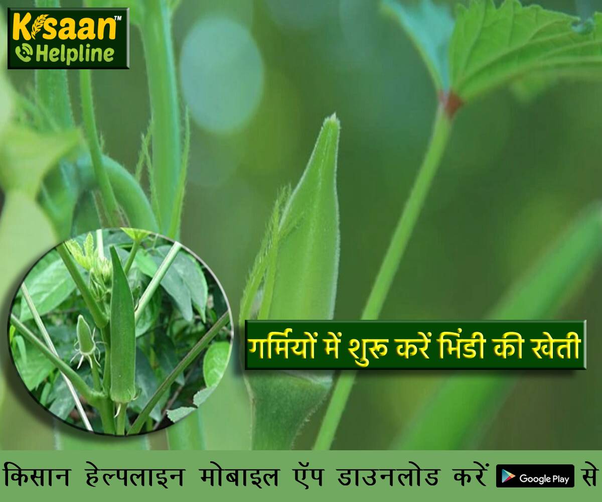 गर्मियों में शुरू करें भिंडी की खेती, जानें इसकी उन्नत किस्में