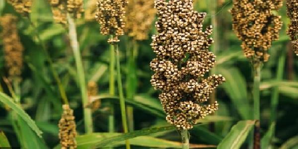 ज्वार हरा चारा फसल उगाने की तकनीक एवं उन्नत किस्मों की जानकारी