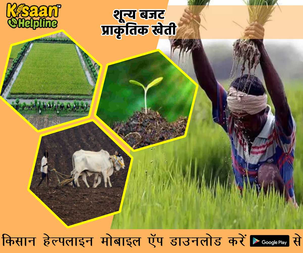 जानिए शून्य बजट प्राकृतिक खेती के बारे में, कम लागत में कमाए अधिक मुनाफा