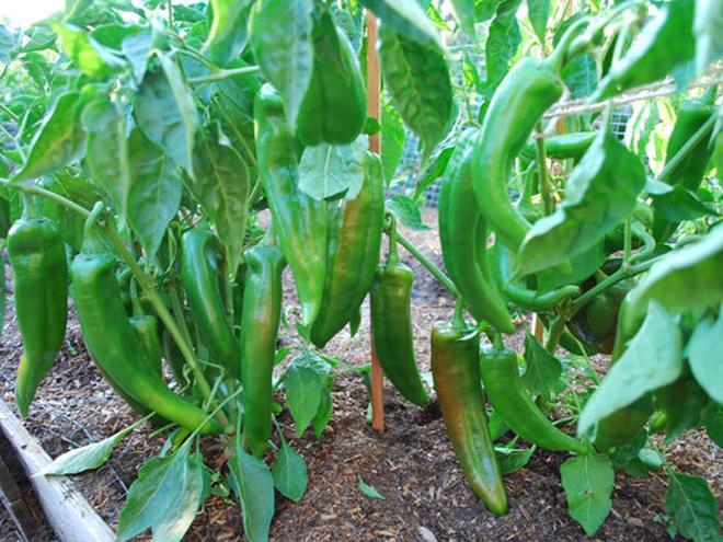 मिर्ची की उन्नत खेती कर इटावा पाटीदार लाखों का लाभ कमा रहे