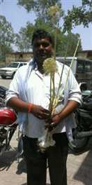  चीन जैसा लहसुन उगाएंगे किसान