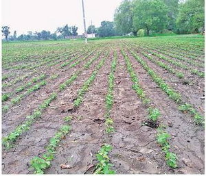 कालाभाटा में सप्ताहभर का पानी आया