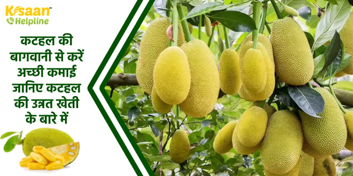 Jackfruit Farming : कटहल की बागवानी से करें अच्छी कमाई, जानिए कटहल की उन्नत खेती के बारे में
