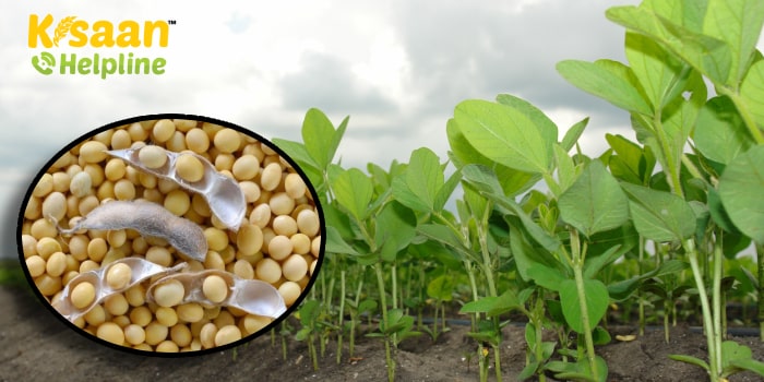 कृषि वैज्ञानिकों ने जारी की एडवाइजरी, सोयाबीन की खेती करने वाले किसान रखें इन बातों का विशेष ध्यान