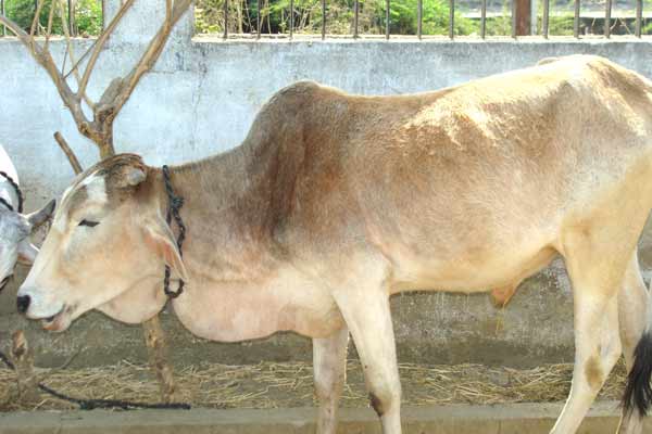 पशुओ में होनेवाले मुहपका और खुरपका रोग के लक्षण और रोकथाम कैसे करें