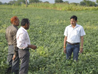 प्रभारी कलेक्टर द्वारा सोयाबीन फसलों का जायजा
