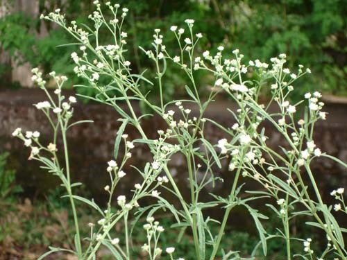 जाने किस प्रकार का स्वभाव होता है, गाजर घास के पौधे का और यह क्या प्रभाव डालता है