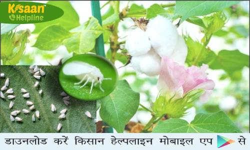 फसलों पर सफ़ेद मक्खी का प्रकोप, किसान रहे सतर्क, ऐसे करें सफ़ेद मक्खी का नियंत्रण