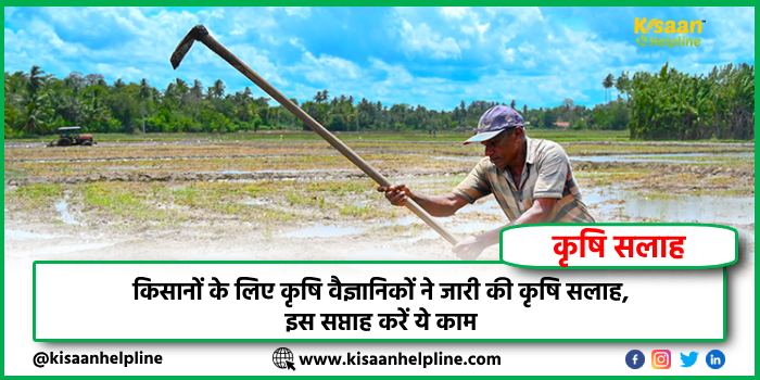 किसानों के लिए कृषि वैज्ञानिकों ने जारी की कृषि सलाह, इस सप्ताह करें ये काम