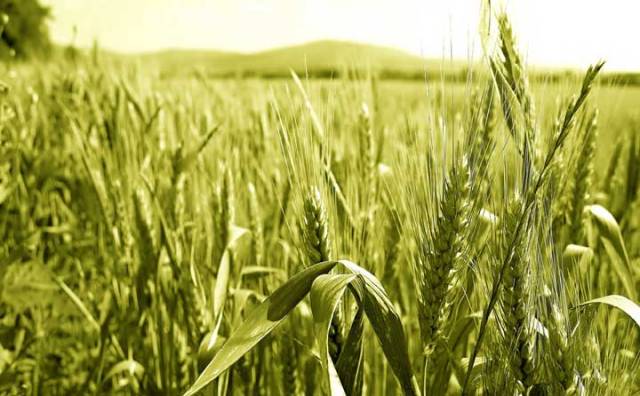 क्या आप जानते है, गेहूं की खेती करने का सही समय, बीज दर, बीज शोधन और बुवाई करने की सही विधि
