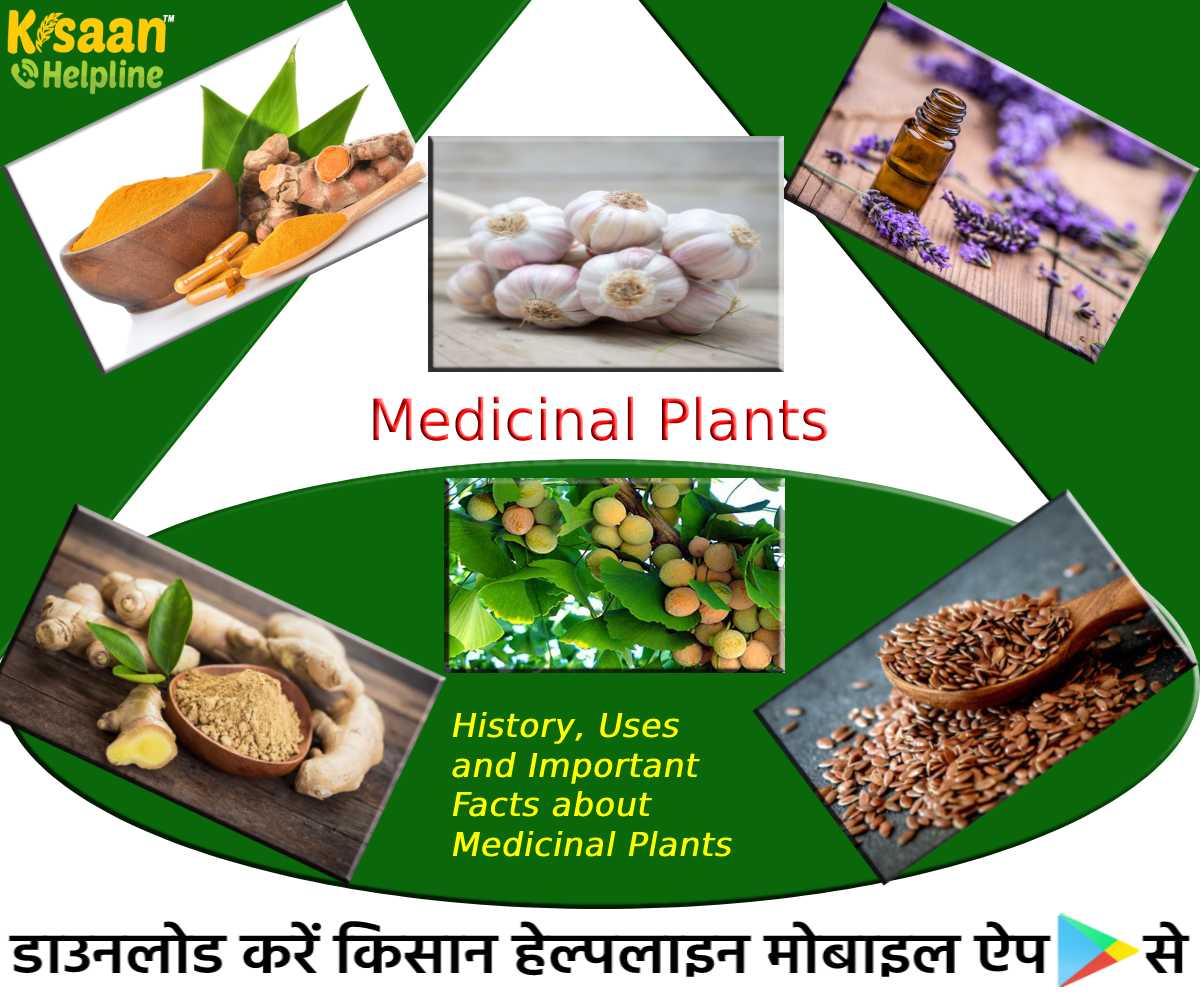 Medicinal Plants: आइये जानते है औषधीय पौधों के बारे में उनका इतिहास, उपयोग और महत्वपूर्ण तथ्यों के विषय में