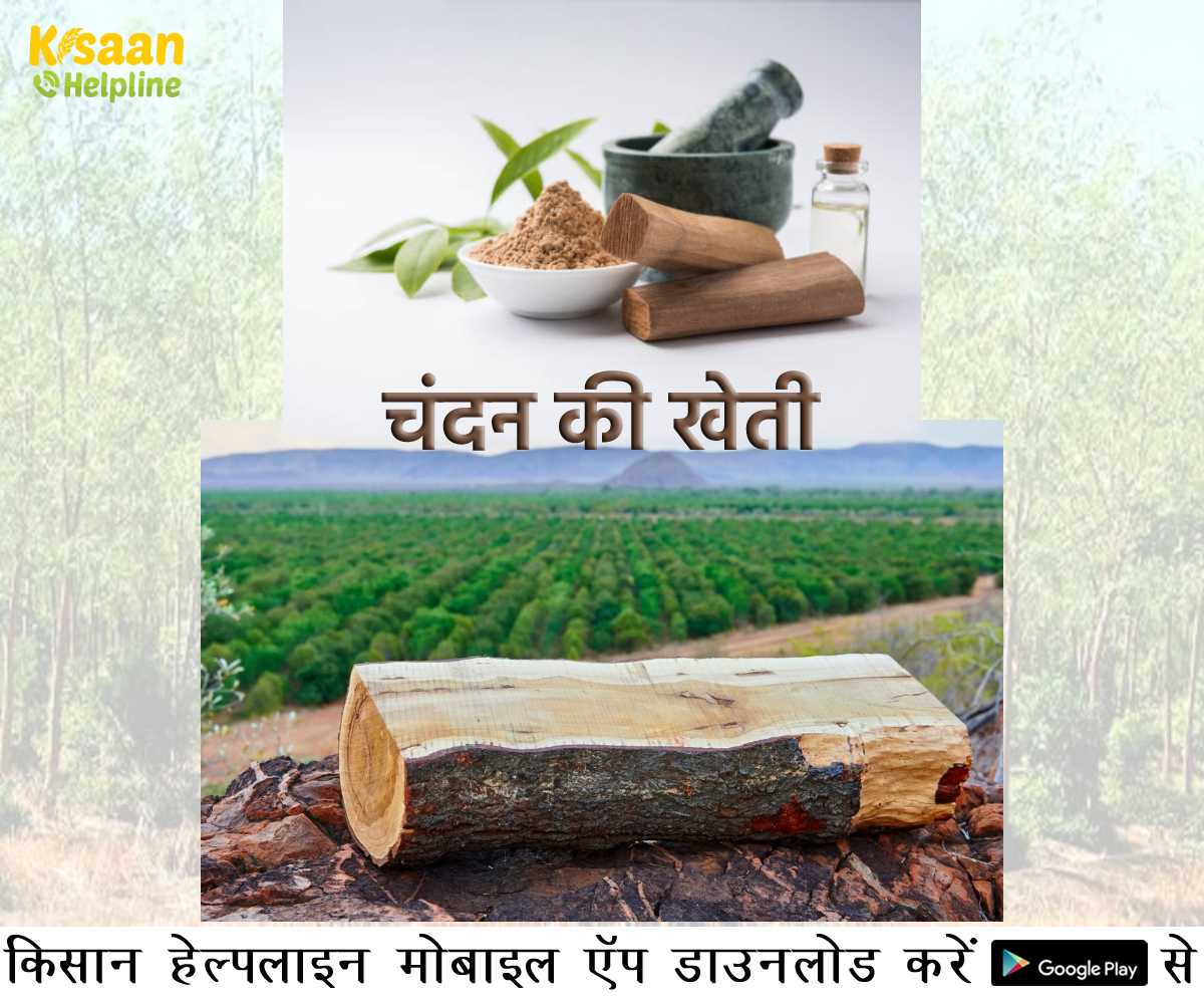 चन्दन की खेती से हो सकती है अच्छी कमाई, खेत में 15 सालों के लिए इस पेड़ को लगाकर भूल जाएं, करोड़ो में होगी कमाई
