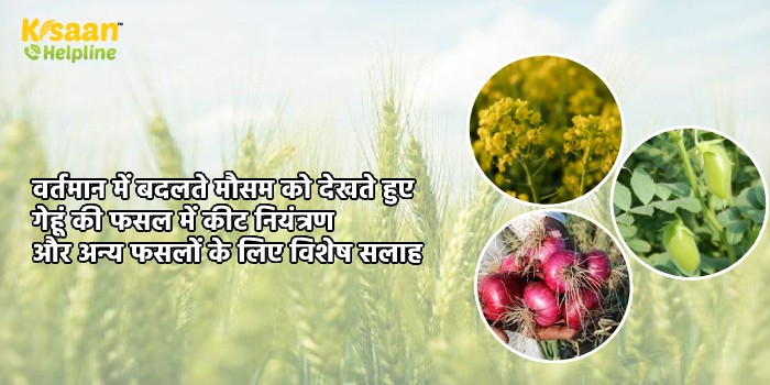 वर्तमान में बदलते मौसम को देखते हुए गेहूं की फसल में कीट नियंत्रण और अन्य फसलों के लिए विशेष सलाह