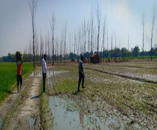 200 से अधिक हाथों के लिए नियमित काम, तीन गुना लाभ प्राप्त होगा