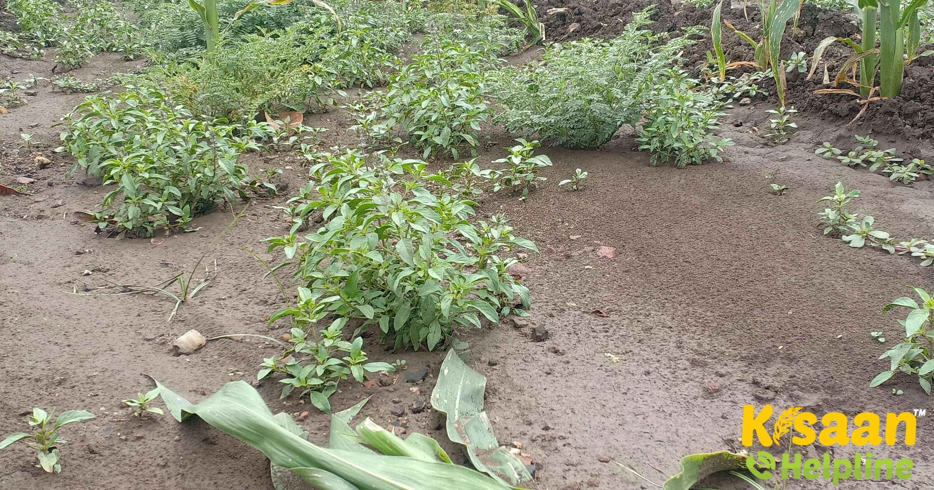 बेमौसम बारिश के कारण किसानों को फसलों में हो रहा है, ज्यादा नुकसान