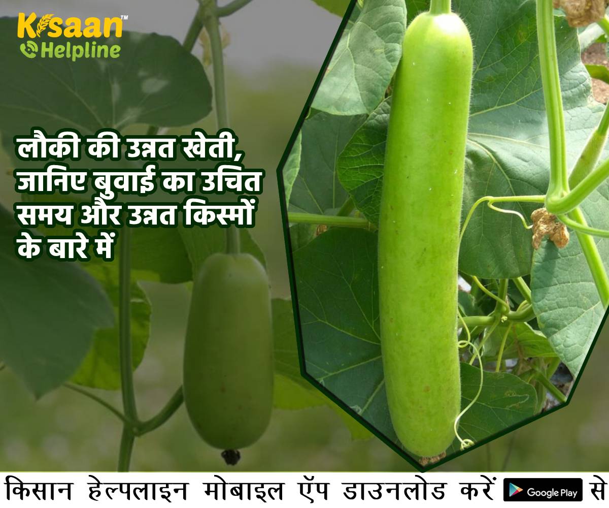 लौकी की उन्नत खेती, जानिए बुवाई का उचित समय और उन्नत किस्मों के बारे में 