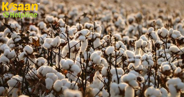 COVID-19 के बीच नए कपास सीजन के लिए, किसानों को तैयार करना बेहतर कपास पहल