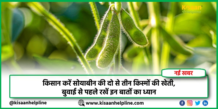 किसान करें सोयाबीन की दो से तीन किस्मों की खेती, बुवाई से पहले रखें इन बातों का ध्यान