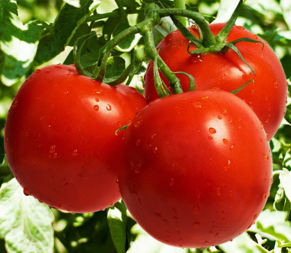 यहां 70 नहीं 3 रुपए किलो बिक रहे टमाटर फिर भी नहीं मिल रहे खरीददार