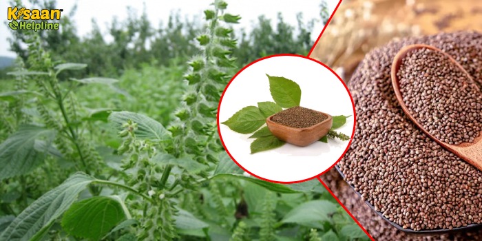 पेरिल्ला की खेती, जानिए इसकी खेती करने के तरीके और उपयोग के बारे में