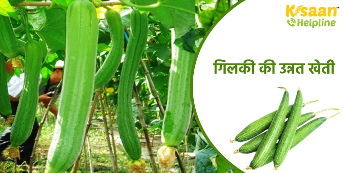 गिलकी की उन्नत खेती, जानिए गिलकी की व्यावसायिक खेती करने का तरीका