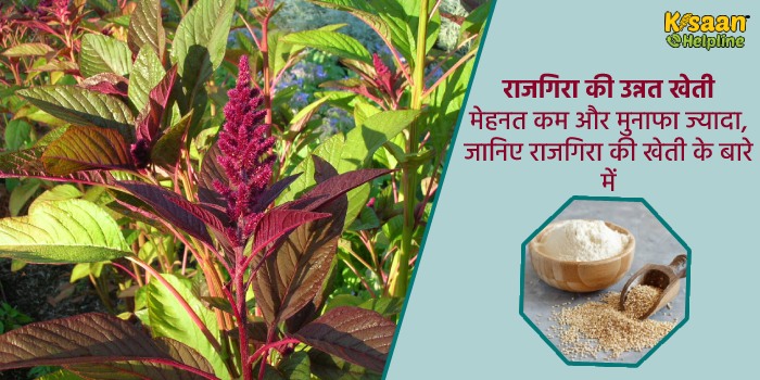 राजगिरा की उन्नत खेती : मेहनत कम और मुनाफा ज्यादा, जानिए राजगिरा की खेती के बारे में