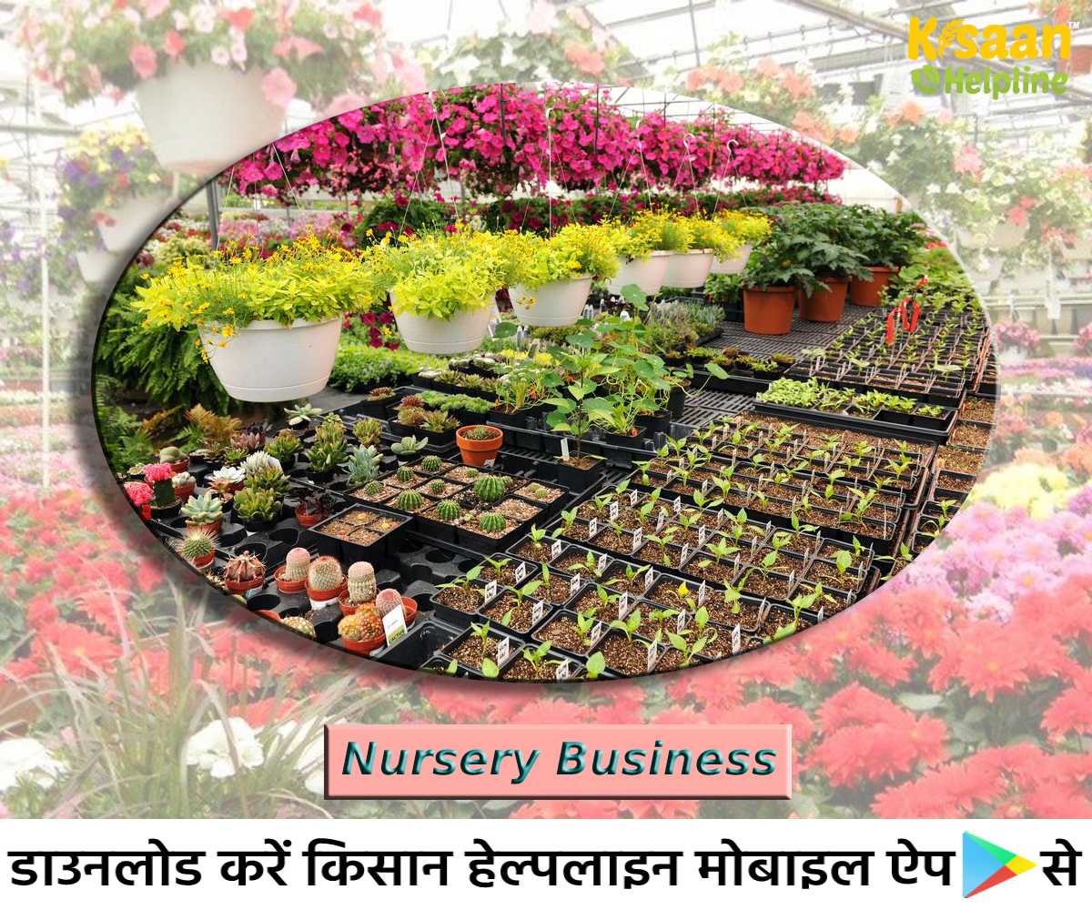 Agri Business: नर्सरी का व्यवसाय आदमनी बढ़ाने में भी है कारगर, जानिए व्यावसायिक खेती के अवसर एवं लाभ