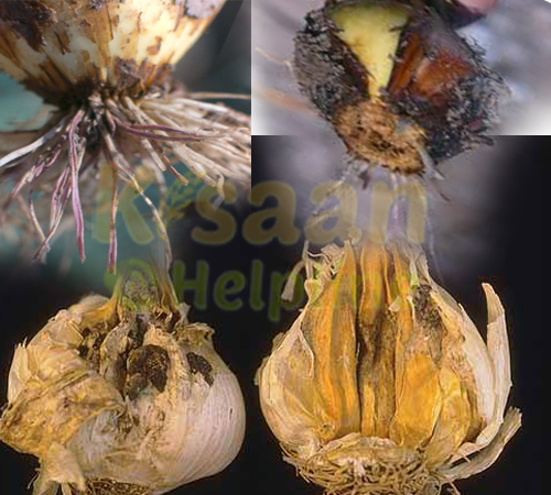 प्याज की फसल में आर्द्रगलन (डैम्पिंग आफ) रोग के लक्षण और उसकी रोकथाम