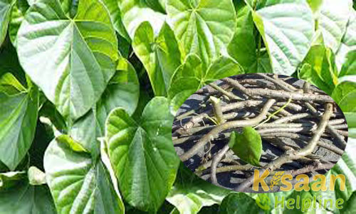 शरीर और स्वास्थ्य की दृष्टि से गिलोय के फायदे और बीमारी में लाभकारी नुश्खे