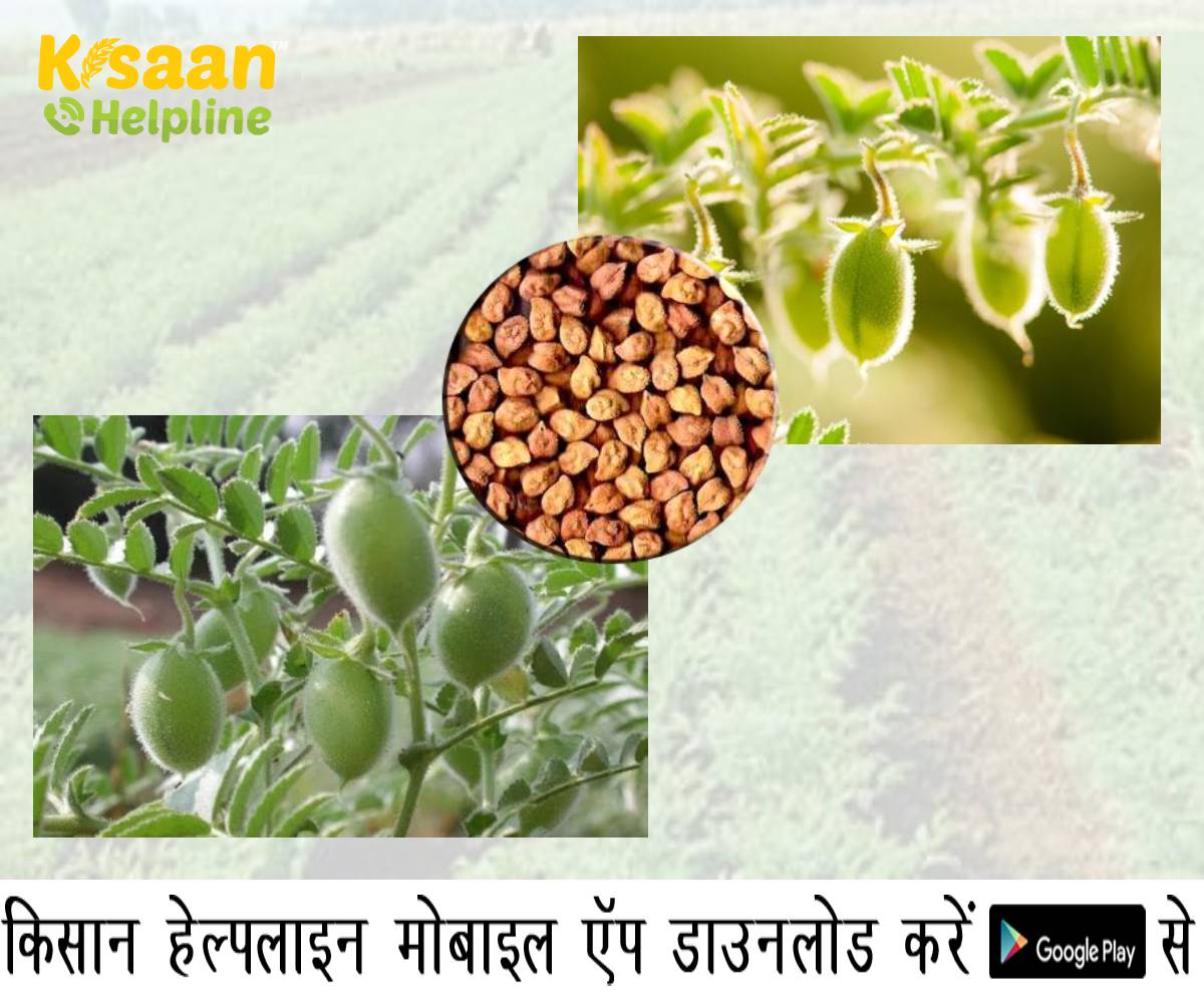 कृषि विशेषज्ञों ने किसानों को चने की फसल से खरपतवार हटाने की दी सलाह