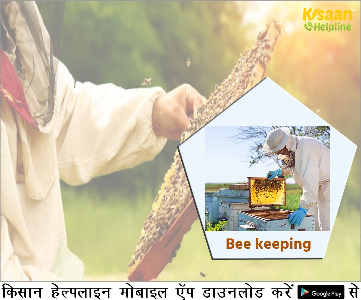 Beekeeping: मधुमक्खी पालन व्यवसाय से जुड़ी अहम् बातें, जानिए मधुमक्खी पालन के तौर तरीक़े और मधुवाटिका का प्रबंधन