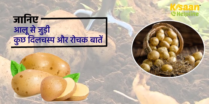 जानिए आलू से जुड़ी कुछ दिलचस्प और रोचक बातें