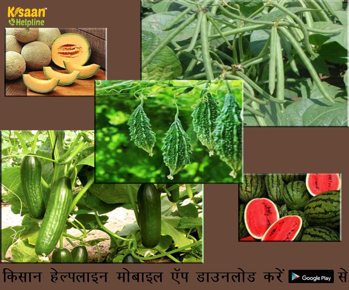 मूंग, तरबूज, खरबूजा, ककड़ी और करेला की खेती करके गर्मियों के मौसम में कर सकते है अच्छी कमाई