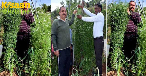 उत्तराखंड के इस किसान ने 6 फीट लंबा धनिया का पौधा उगाकर इतिहास रचा है
