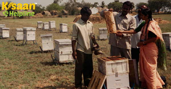 मधुमक्खी पालन के लिए 500 करोड़ पैकेज की घोषणा सरकार ने की