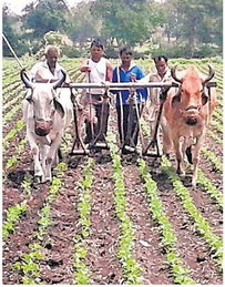 2 सप्ताह की होने आई फसल, खेतों में चलने लगे कुरपे