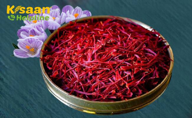 कश्मीर में उगाए गए केसर को मिला जियोग्राफिकल इंडिकेशन सर्टिफिकेशन